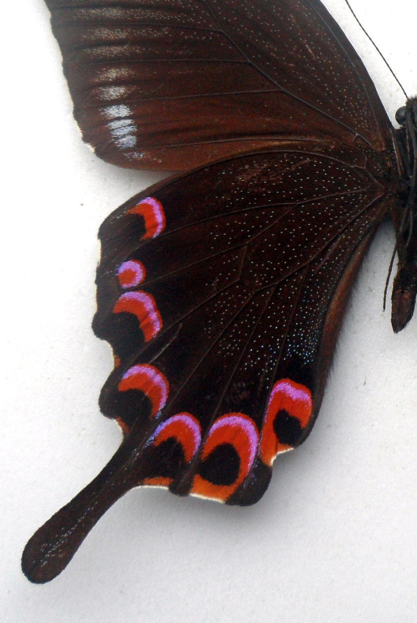 Papilio hermeli Male (Aberration, verso, zoomed, Philippines) (Internet Image property of respective owner, non-commercial use only)